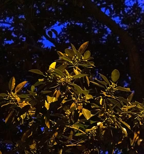 Original Signed Limited Ed. Photography T. Chick McClure "Rubber Fruit" Color - Picture 1 of 2