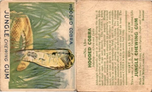R78 World Wide Gum, Jungle Gum, 1930, #13 Hooded Cobra - Picture 1 of 1