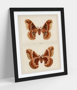 PROMETHEA SILKMOTH VINTAGE ILLUSTRATION -FRAMED WALL ART PAPER PRINT POSTER - Picture 1 of 10