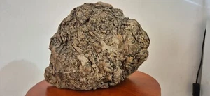 Vintage Burr Elm Lump With Butterfly Art - Picture 1 of 4