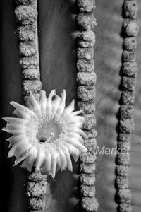 SILVER DESERT JEWEL BW - PHOTOGRAPHIC PRINT IN 4 x 6 INCH FRAME - Picture 1 of 2