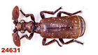 Paussidae sp.   A1, 7 mm, Mounted , 1 pc