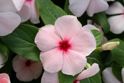 Vinca Seeds Cobra Apricot 25 Seeds Flower Seeds - Image 1 of 2