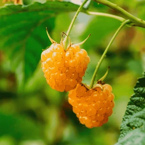 Hand Picked Nursery Anne Raspberry Canes – Bare Root Canes, 1-Year-Old - Picture 1 of 5