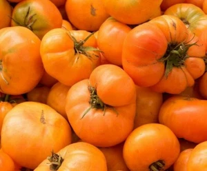 AMANA ORANGE TOMATO SEEDS 100+ INDETERMINATE GARDEN vegetables FREE SHIPPING - Picture 1 of 1