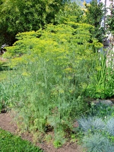 300+MAMMOTH Long Island DILL Seeds Native Culinary Medicinal Garden Containers - Picture 1 of 12