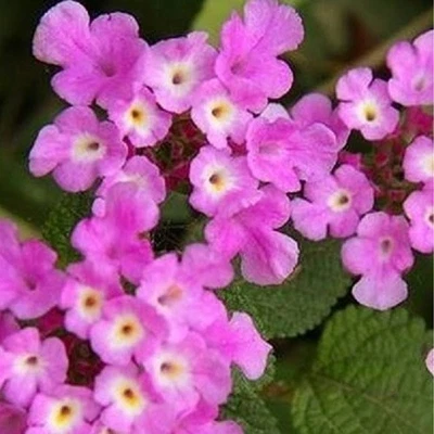 PIANTEWEB Pianta Lantana Sellowiana