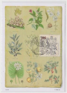 Switzerland Maxi 2018, Medical Plants, Scolymus non aculeatus, Mint - Picture 1 of 1