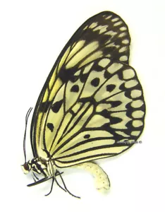 Mariposa/Danaidae sin montar - Idea leuconoe obscura, MUJER, Filipinas - Imagen 1 de 1