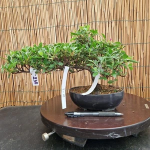 Bonsai di Azalea h 24cm Visita il mio negozio! - Foto 1 di 9