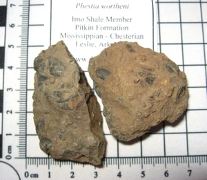 Mississippian bivalve fossil Imo Pitkin Fm Arkansas - Phestia wortheni slab #5 - Picture 1 of 3
