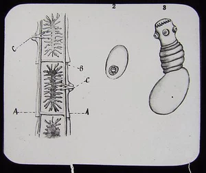 Glas Zauberlaternenschieber PFLANZENSTIEL ? Teichleben um 1900 - Bild 1 von 2
