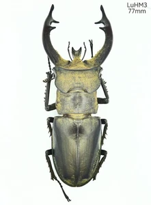 LuHM3 Lucanidae Lucanus thibetanus thibetanus Sichuan Liangshan - Picture 1 of 1