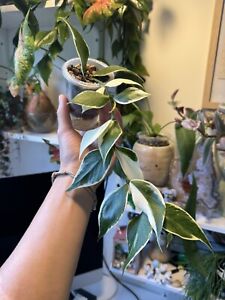 Hoya Polyneura Outter Variegated . Established Plant. Free Shipping In Pot🪴