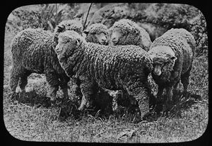 VERMONT MERINO EWES NEW ZEALAND C1910 Magic Lantern Slide PHOTO SHEEP - Picture 1 of 3