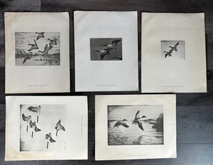 ART PAPER ETCHING Prints Hans Kleiber Birds Ducks Geese Montana Set Of 5 - Picture 1 of 8