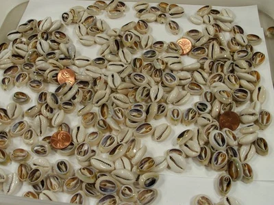 4 Pounds 1,600 PCS Cut Cowrie Shells Wholesale Bulk Lot (No Holes) (UDP-70B) - Image 1 of 4