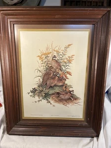 Roger Tory Peterson 1975 BOBWHITE Large 16" x 20" Framed Double Matted Print - Bild 1 von 15