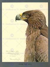 PAINTING ABYSSINIA BIRD FUERTES AFRICAN TAWNY EAGLE ART PRINT LAH677
