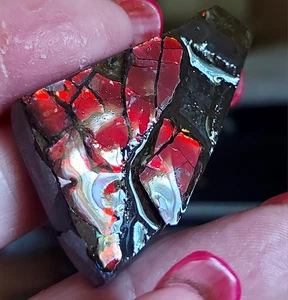 Pieza de exhibición de mesa Ammolite Ammonite 45,2x8x7,4 mm 17491 - Imagen 1 de 4