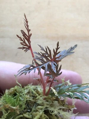 Fern Leaf Begonia Bipinnatifida Well Rooted Plant Cutting Terrarium Or Vivarium - Image 1 of 4