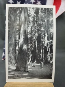 Unused 3 1/2 x 5 1/2 Postcard Muir Woods National Monument - Picture 1 of 2