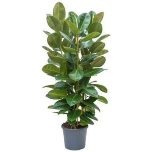 Gummibaum Ficus elastica Robusta Zimmerpflanze Grünpflanze Blume - Bild 1 von 7