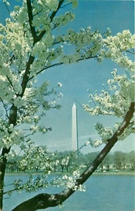 Postal del Distrito de Columbia DC Monumento a Washington Cherry Blossums - Imagen 1 de 2