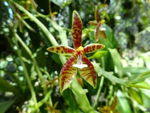 Phalaenopsis Cornu Cervi 100 semillas planta de orquídea miniatura - Imagen 1 de 4