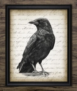 Rabe Druck, Krähe Vogel Wandbild, Vintage Stil Zeichnung, Corvid Aas Krähe - Bild 1 von 1