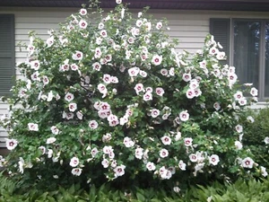 Large Rose of Sharon Bush Well Root Shrub Hibiscus Tree 1-5 yo 8"-42" Tall Plant - Picture 1 of 2