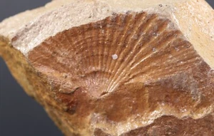 Fossil 2 Pecten Pectens Seashells Bahio San Rafael California COA 4730 - Picture 1 of 9