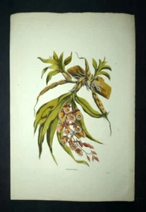 Gravure originale d'orchidée Galeandra baueri rehaussée à l'aquarelle du19eme - Bild 1 von 2
