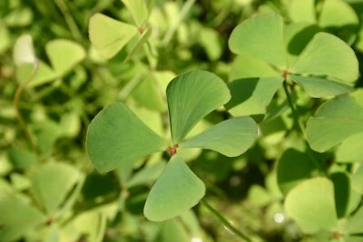 Live Four Leaf Clover Winter Hardy Aquatic Marginal Pond Plant Buy 2 Get 1 Free! - Image 1 of 2