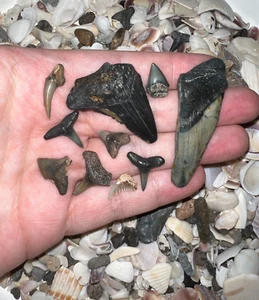 MEGALODON BEACH Shark Tooth Dig Kit with Real Fossil Shark Teeth Lot + ID Sheet! - Picture 1 of 10