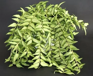 Hoya bella Luis Bois Ableger Rare (no philodendron) - Bild 1 von 2