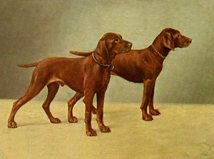 HUNGARIAN VIZSLA CHARMING DOG GREETINGS NOTE CARD TWO BEAUTIFUL STANDING DOGS - Picture 1 of 1