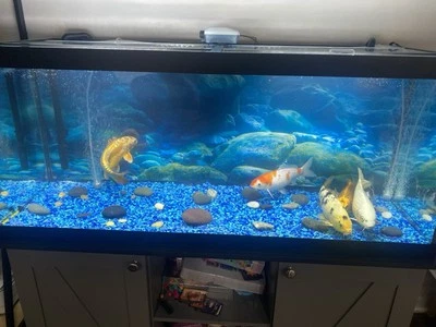 Tanque de 75 galones y soporte 360 bote filtro luces LED  Foto 1 de 4