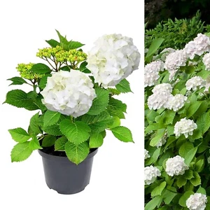 Hydrangea White Large Plant in 5L Pot - 50-60cm in Height Garden Ready - Picture 1 of 6