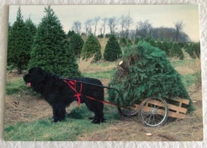 Butler's Orchard (Wally A Newfoundland Helps Transport Trees) Postcard (C1) - Picture 1 of 2