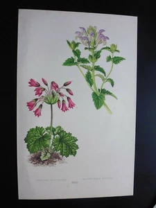 Gravure couleur 19°botanique:fleurs: cortuse de Matthiole..scutellaire des Alpes - Picture 1 of 1