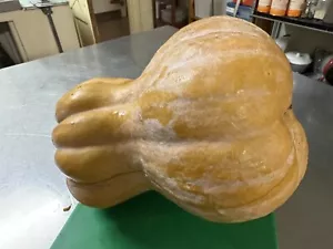Butternut Wrinkled Heritage Cross - Organic Super Sweet - 20 Seeds + 20 Mixed - Picture 1 of 12