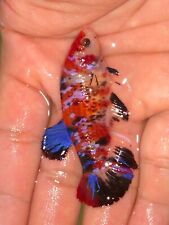 Live Betta Fish Giant Hmpk Metalic Nemo Multicolour FeMale  size 6 cm