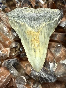 Dente di squalo MEGALODON 1,39" FOSSILE NATURALE RARO CAROLINA DEL SUD - Foto 1 di 6