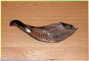 Israel Extraordinary Special Polished 13"-15" Kosher Rams Horn Shofar Judaica - Picture 1 of 1