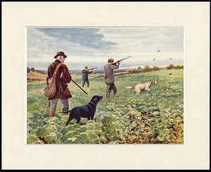 CURLY COATED RETRIEVER SHOOTING SCENE GREAT DOG PRINT MOUNTED READY TO FRAME - Picture 1 of 1