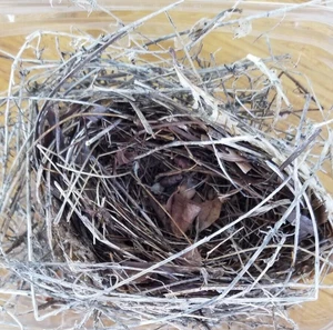 Authentic 241Bird Nest Oval  Taxidermy Crafts  Well Made of Grass Twigs - Picture 1 of 4