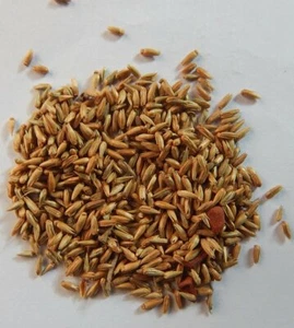Apamarga Apamarg Achyranthes Aspera Seeds Chirchita Chirachinta Seed WHOLE - Picture 1 of 1