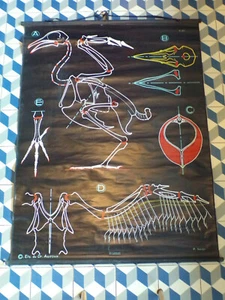 ANCIEN AFFICHE SCOLAIRE Dr AUZOUX-S20 Le PIGEON-P SOUGY - Picture 1 of 1
