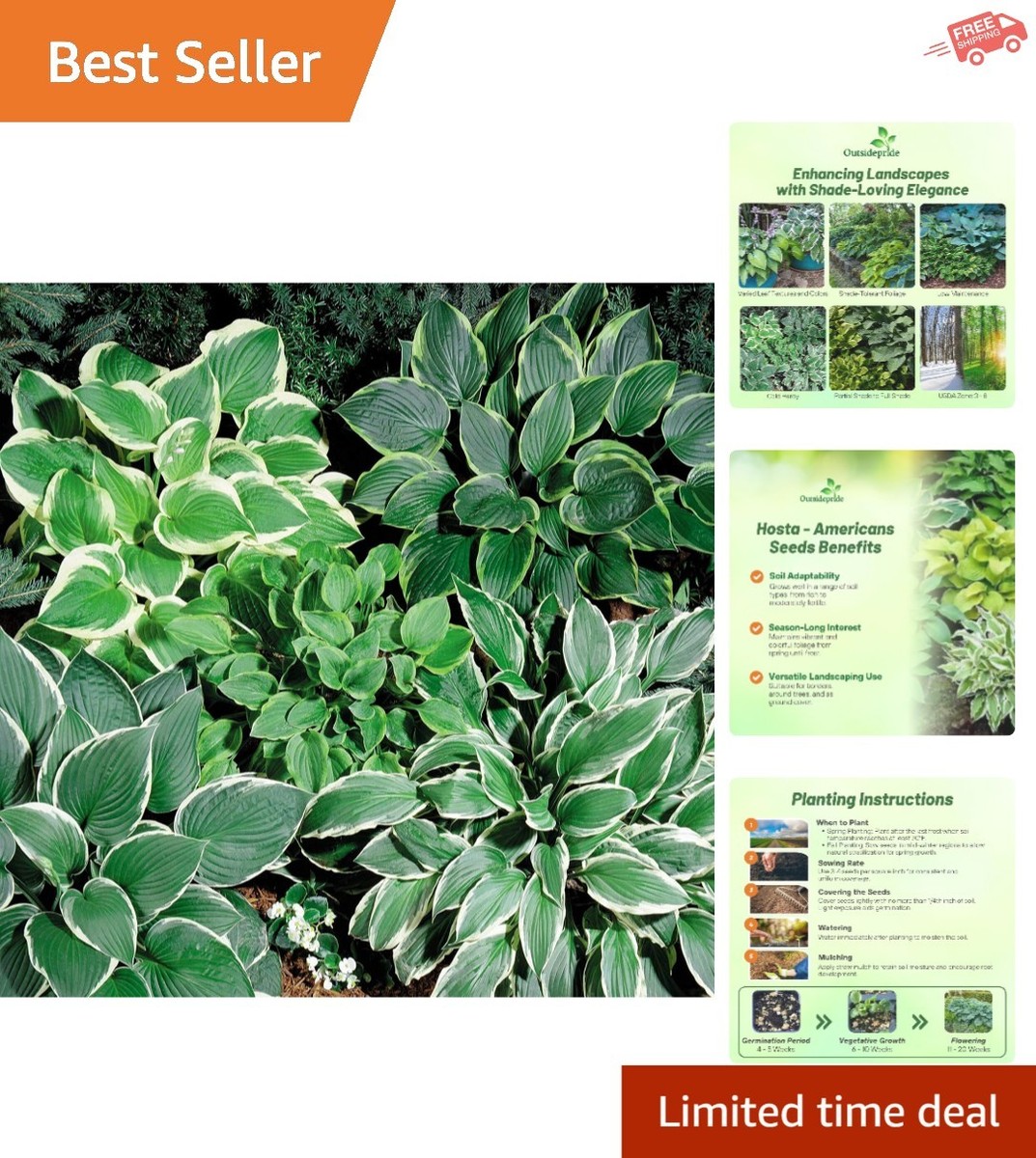 Black Red Hosta Seeds 400 Pcs - Shade Loving Perennial With Unique Two-Tone Leaves